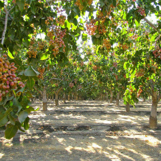 Pistachios and US Family Farms